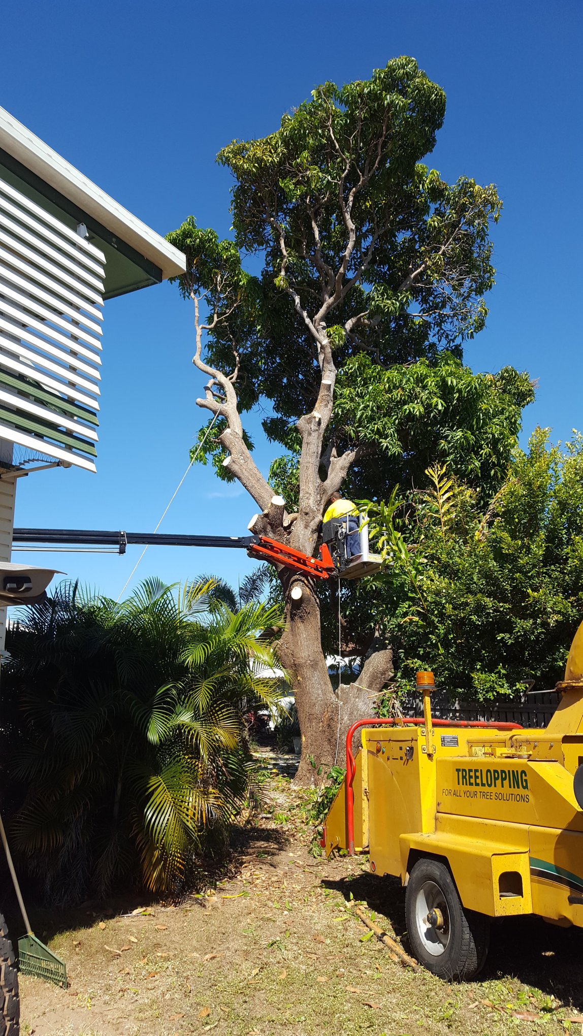 Artes Tree Service - Tree Lopping & Tree Removal Experts
