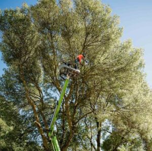arborist Bacchus Marsh