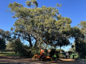 tree service Bayswater